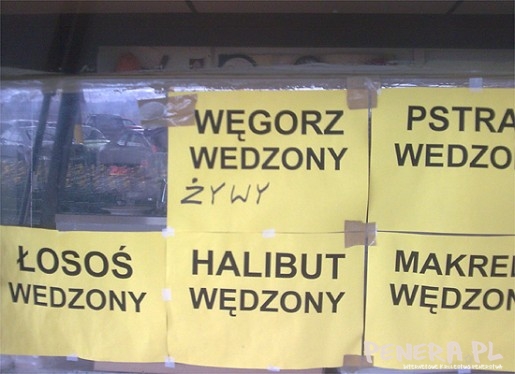 Węgorz uwędzony ale jeszcze żywy