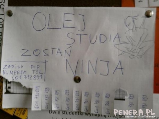 Olej studia zostań NINJA