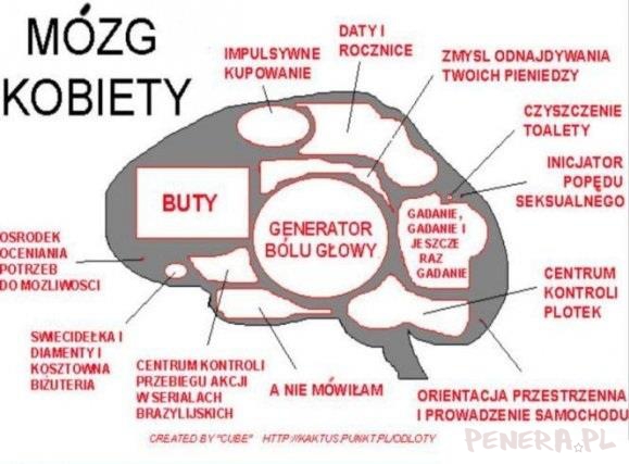 Mózg Kobiety - i powiedz że jest onaczej