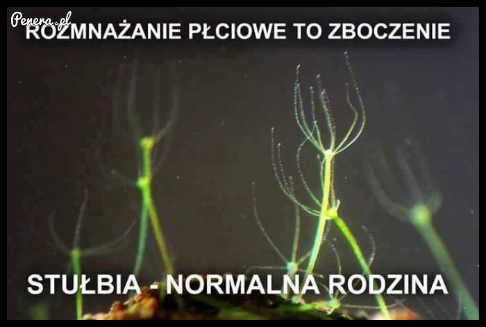 Rozmnażanie płciowe to zboczenie