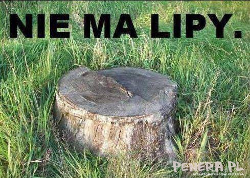 Nie ma lipy