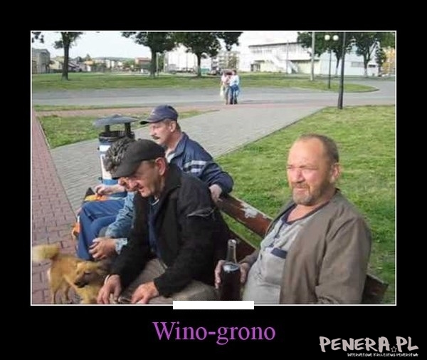 Wino - grono