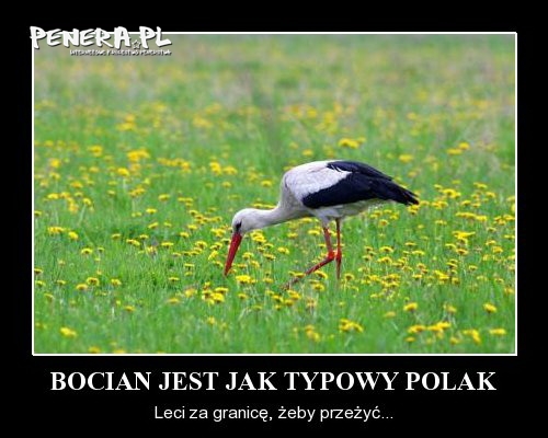 Bocian jest jak typowy Polak