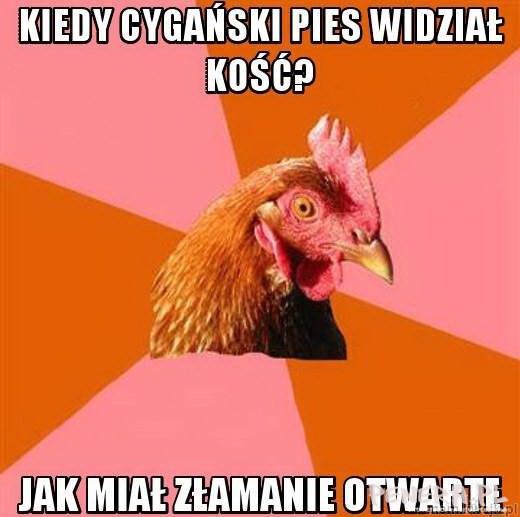 Kiedy cygański pies widział kość?