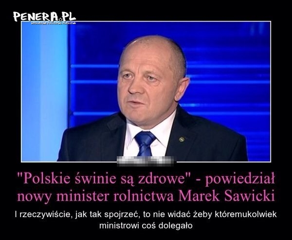 Polskie świnie są zdrowe