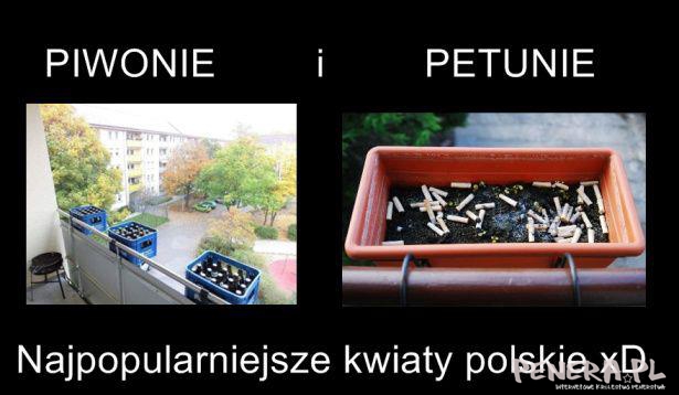 Najpopularniejsze kwiaty polskie