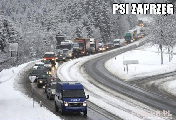 Psi zaprzęg