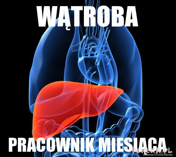 Wątroba - Pracownik miesiąca