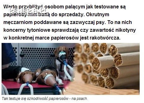 Testowanie papierosów na psach