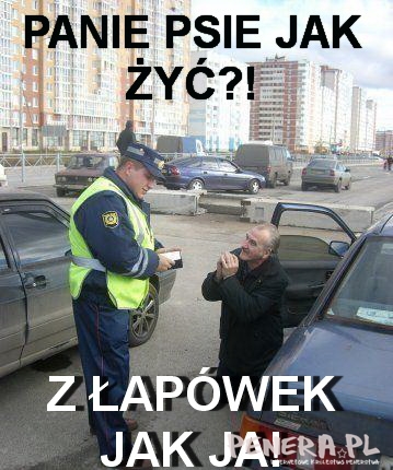 Panie Psie jak żyć?