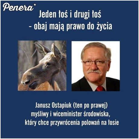 Dwa łosie