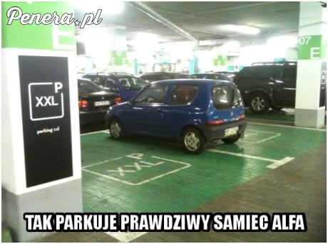 Parkowanie prawdziwego samca alfa